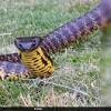 Tiger snake