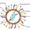 Human metapneumovirus China